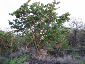 Rare native wiliwili forest occupies planned shopping center location, Wailea 670. 